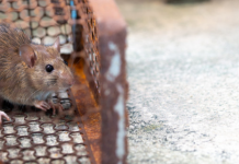 What attract rats to your home