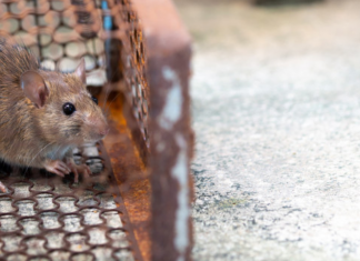5 Things Attracting Rats to Your Home What attract rats to your home