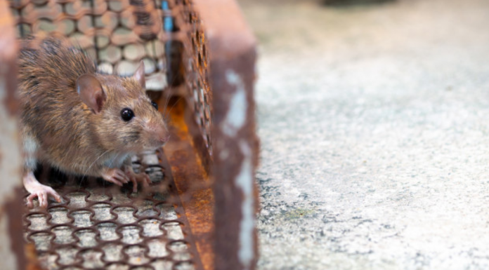 What attract rats to your home