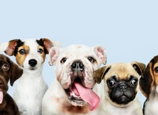 Pet Proofing Your Home Room-by-Room