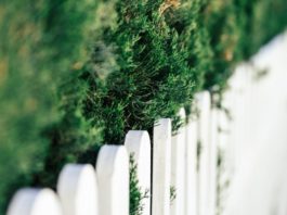 Traditional fence or borderline hedge? Each has advantages