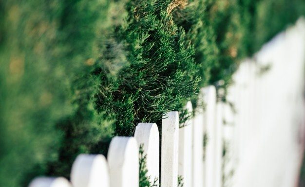 Traditional fence or borderline hedge? Each has advantages