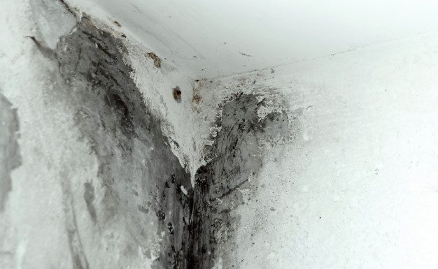 Toxic Mold and How to Get Rid of It